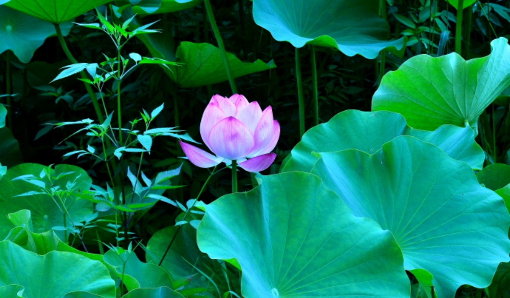 a0150260_2162477.jpg