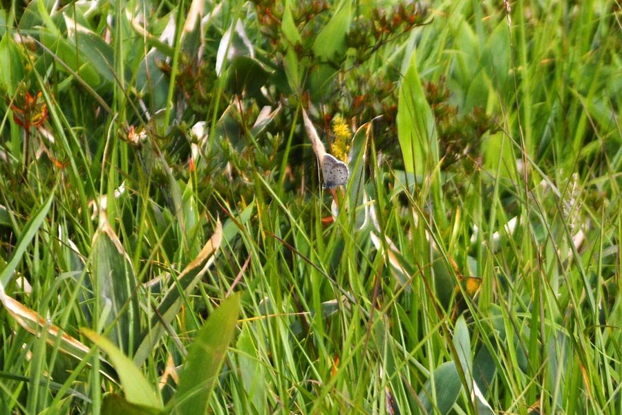c0043361_2246482.jpg