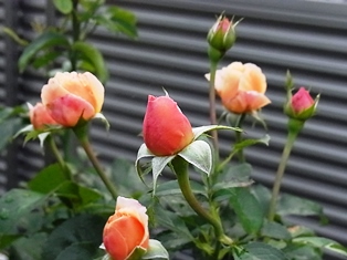 a0258087_1253277.jpg