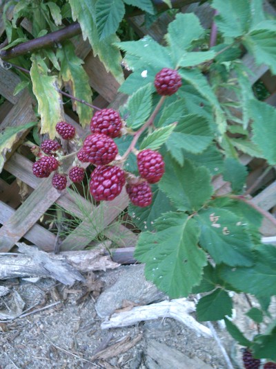 c0220700_9313293.jpg