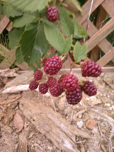 c0220700_932727.jpg
