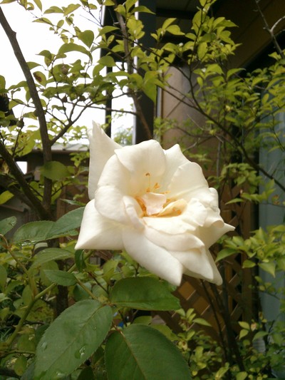 c0220700_9374554.jpg