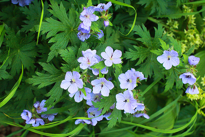 a0148606_21493769.jpg
