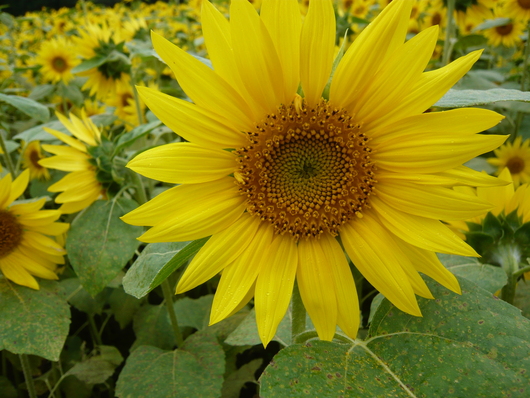 a0206332_6233337.jpg