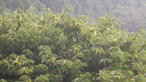 c0300035_11531495.jpg