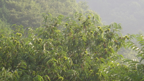 c0300035_11534628.jpg