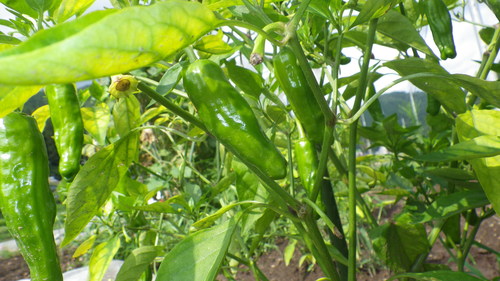 c0300035_15571811.jpg
