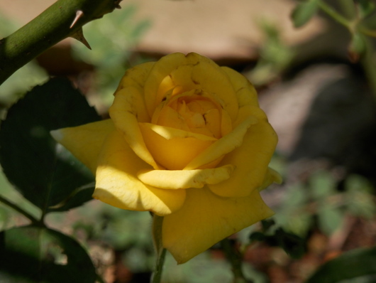 e0288951_15201065.jpg