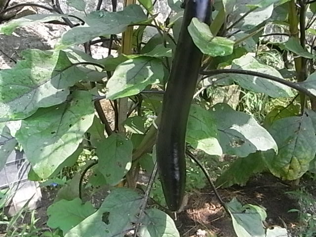 a0146070_6112584.jpg