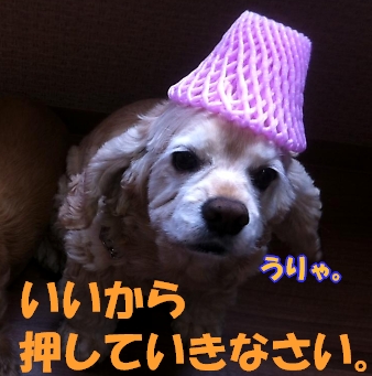 にほんブログ村 犬ブログ アメリカンコッカースパニエルへ