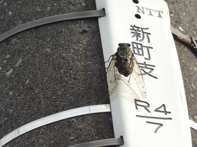 e0016828_1114560.jpg