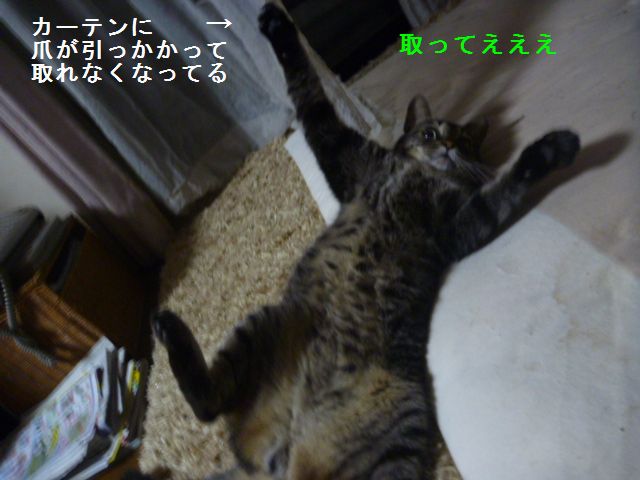 e0142430_1551669.jpg