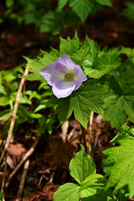 b0236334_20521539.jpg