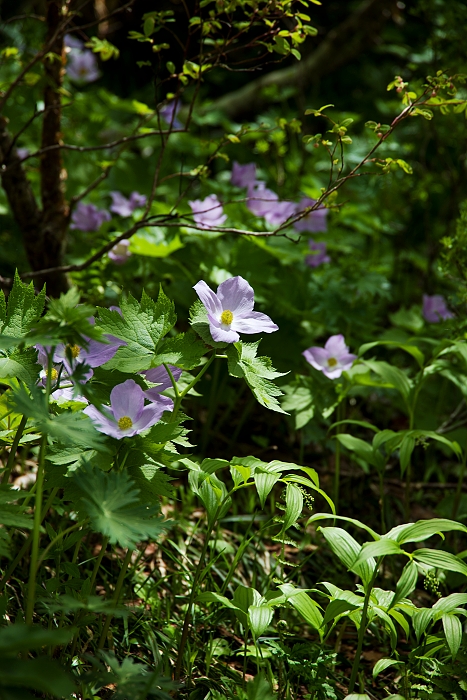 b0236334_20522034.jpg