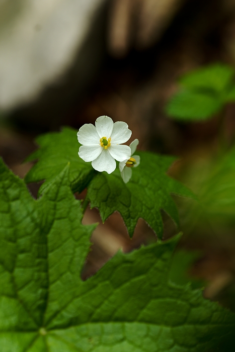 b0236334_20523998.jpg