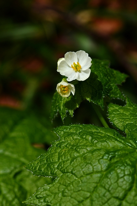 b0236334_20525650.jpg