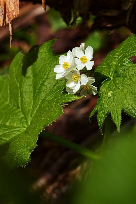 b0236334_2053496.jpg