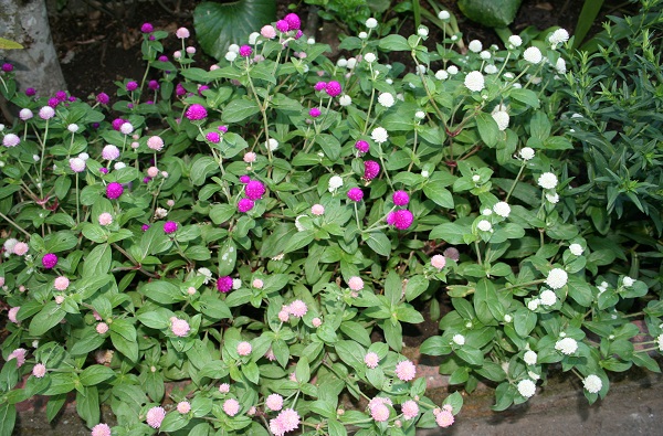 f0042737_10141990.jpg