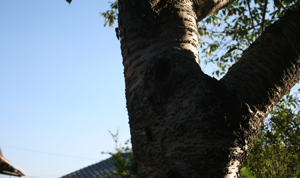 f0042737_110387.jpg