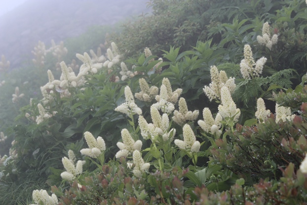 e0239458_2012277.jpg