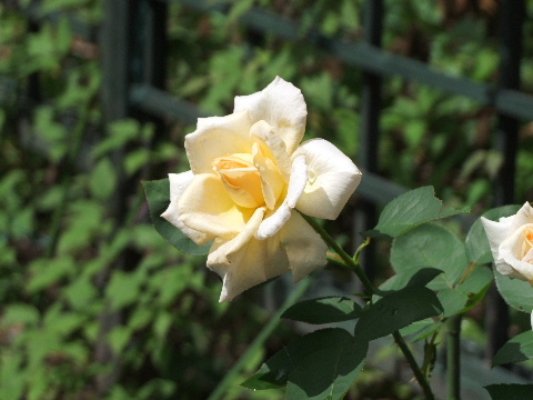 e0088260_11354755.jpg