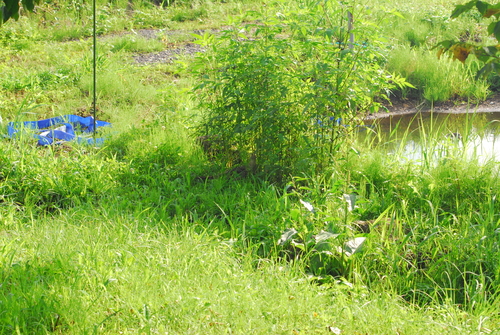 e0151566_2137724.jpg