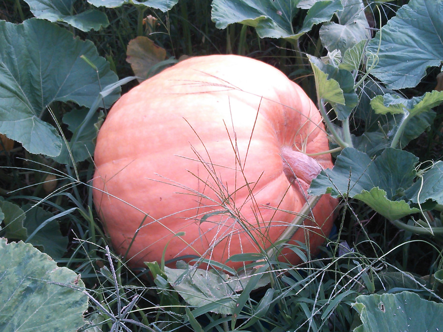a0182081_19131257.jpg