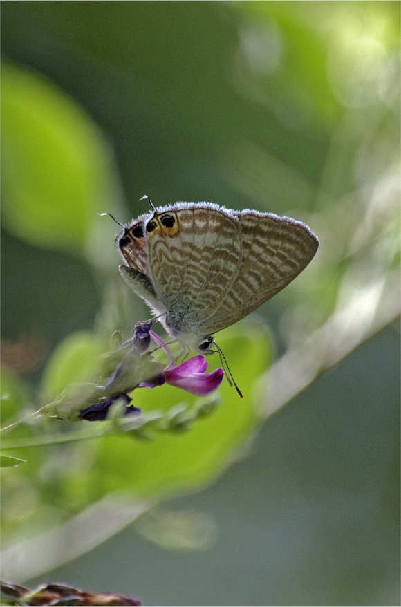 d0209988_2052480.jpg