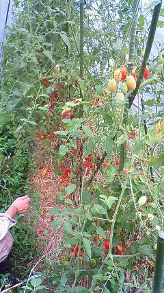 c0017505_18954100.jpg