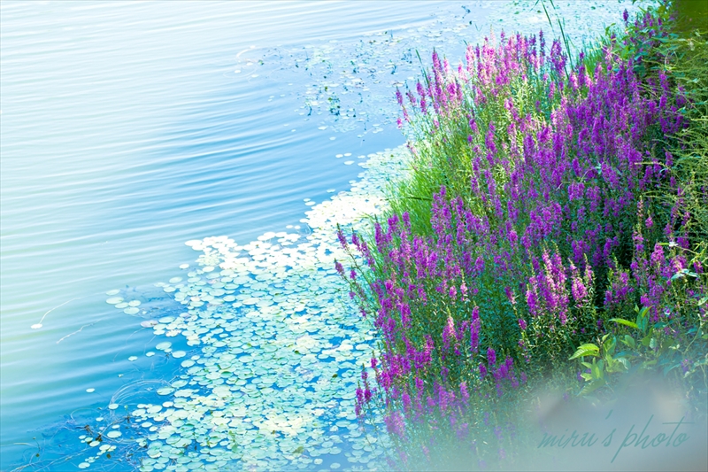 c0037519_16324563.jpg