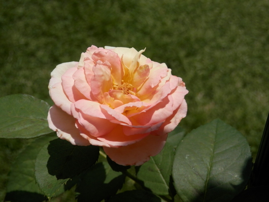 e0288951_14494187.jpg