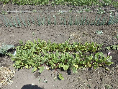 e0004756_21415560.jpg