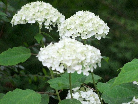 e0088260_14403381.jpg