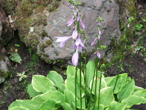 e0088260_1442288.jpg