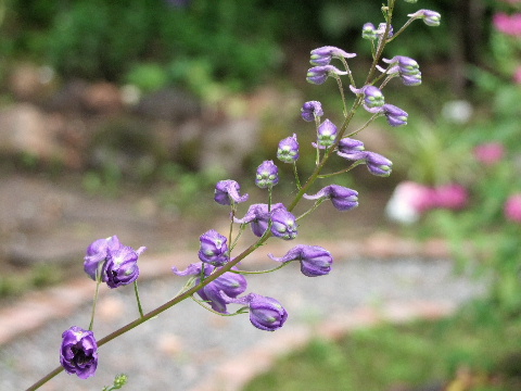 e0088260_14445339.jpg