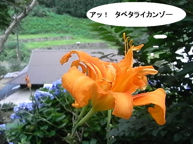 a0146070_550564.jpg