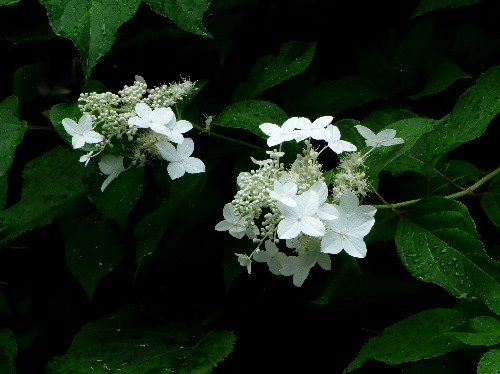 d0084473_2039737.jpg