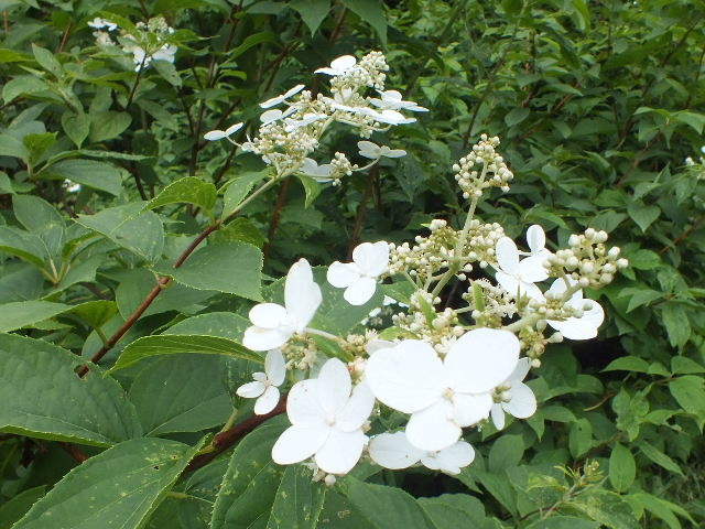 e0145782_172578.jpg