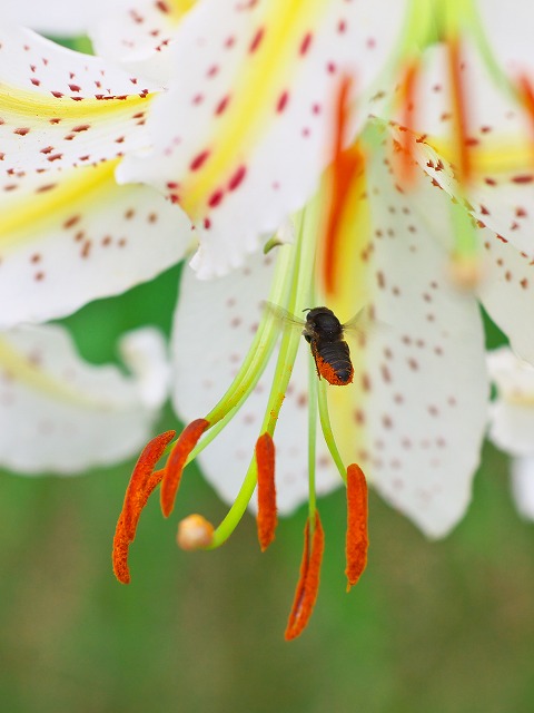 b0149692_105599.jpg