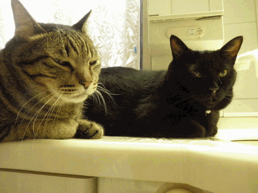 c0136736_21201428.gif