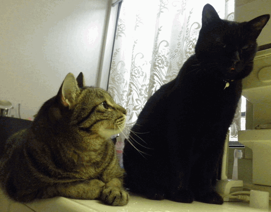 c0136736_21215194.gif