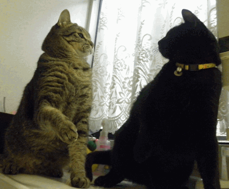 c0136736_21224079.gif