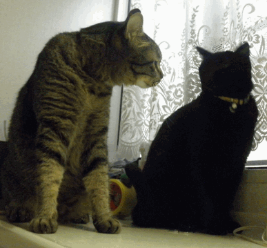 c0136736_21234042.gif