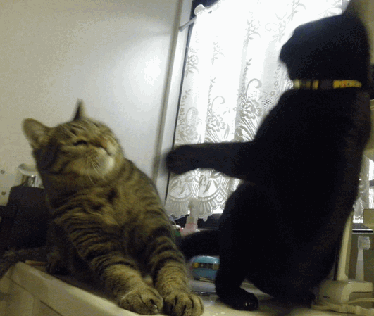 c0136736_21243761.gif