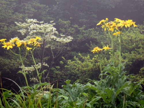 c0179351_20262367.jpg