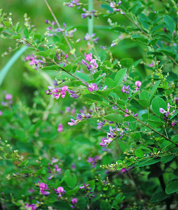 a0001354_2352010.gif