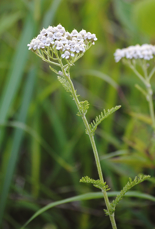 a0001354_2361560.gif
