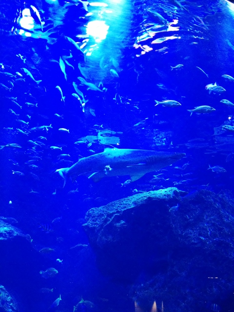 e0033156_617855.jpg