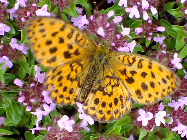 e0145782_1114931.jpg