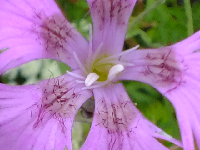 e0145782_1116329.jpg